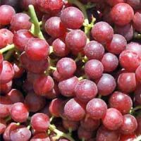 Red-Globe-Grapes
